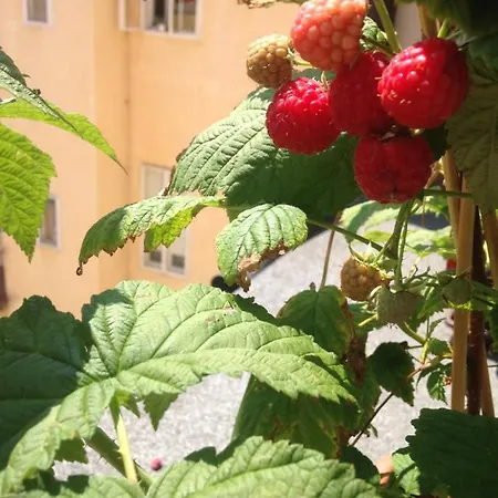 Rooftop Garden In The Heart Of The Old City With Breakfast Δωμάτια σε οικογενειακή κατοικία Πράγα